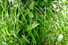 Aristolochia rotunda