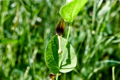 Aristolochia rotunda