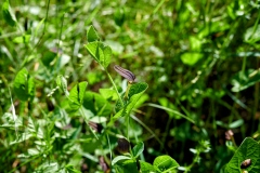 Aristolochia rotunda