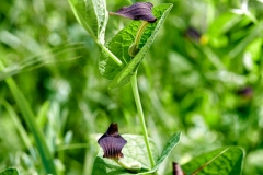 Aristolochia rotunda