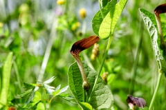 Aristolochia rotunda