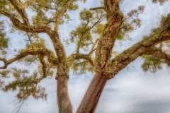 Cork Oak, Portugal