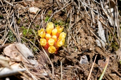 Cytinus hypocistis