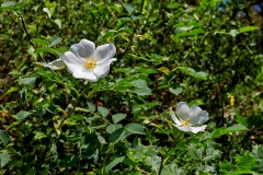 Rosa canina