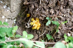 Cytinus hypocistis