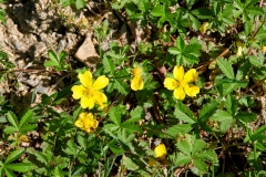 Potentilla reptans