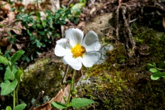 Cistus salviifolius