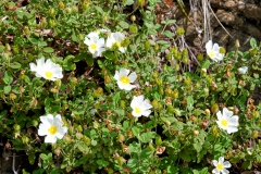Cistus salviifolius