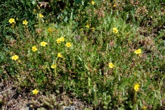 Helianthemum nummularium