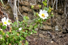Cistus salviifolius
