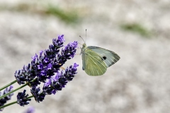 Large White Butterfly