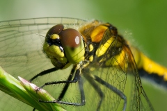 Black Darter