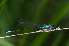 Blue-tailed Damselfly