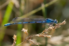 Common-Blue Damselfly