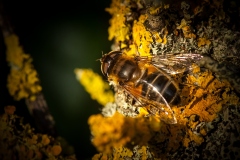 Drone Fly