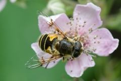 Eristalis horticola