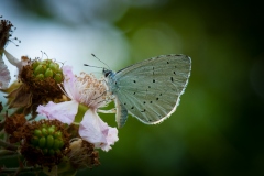 Holly Blue Butterfly