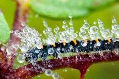 Oak Eggar Moth Caterpillar
