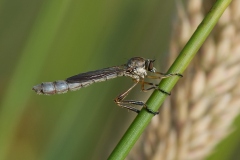 Striped Slender Robberfly