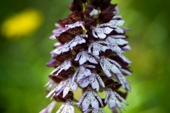 Lady Orchid