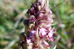 Giant Orchid