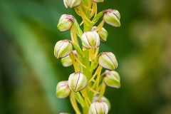 Man Orchid