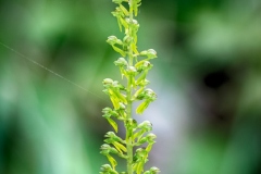 Common Twayblade