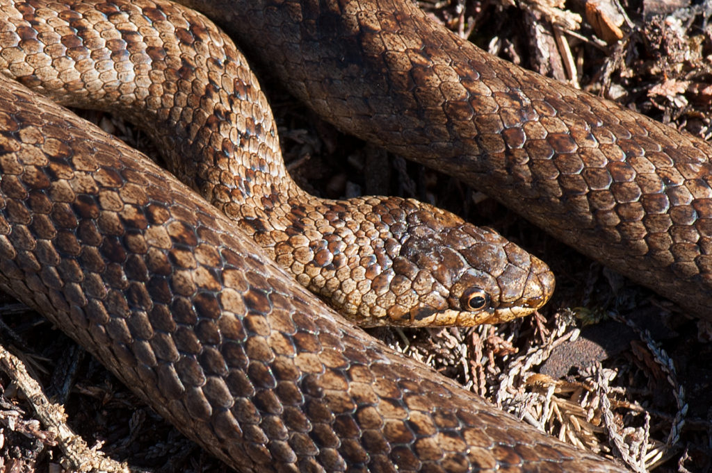 Smooth snakes are inhabitants if such wild places as heathland.