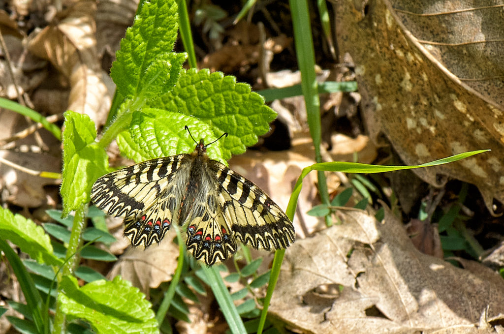 Southern festoon butterfly, Zerynthia polyxena